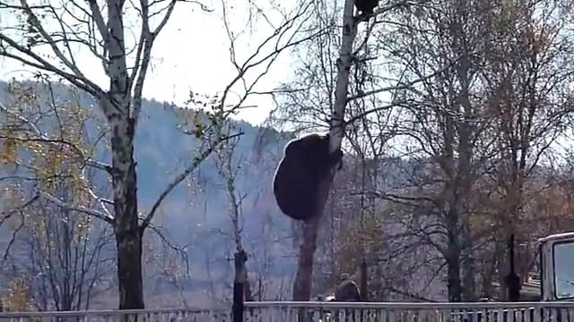 Медведь лезет за мужиком на дерево