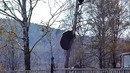 Медведь лезет за мужиком на дерево