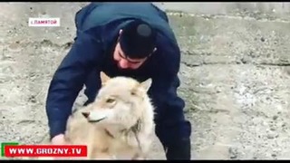 Дружба между волком и человеком В Чечне