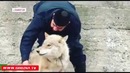 Дружба между волком и человеком В Чечне