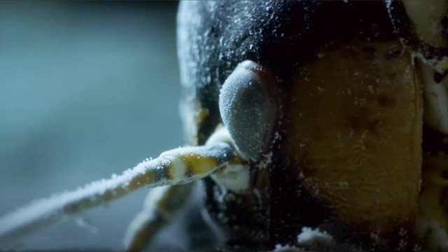 The Insect That Freezes To Survive | Nature’s Biggest Beasts | BBC Earth