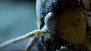 The Insect That Freezes To Survive | Nature’s Biggest Beasts | BBC Earth