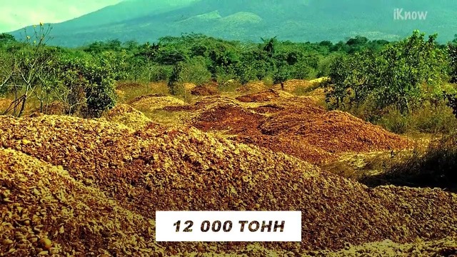 12 000 тонн ВЫБРОШЕННЫХ апельсинов спустя 20 ЛЕТ превратили почву в