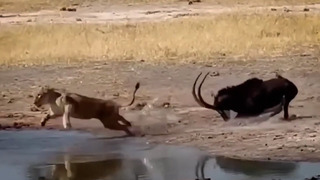 Такими рогами можно дать отпор даже львам и носорогам – Черная Саблерогая Антилопа