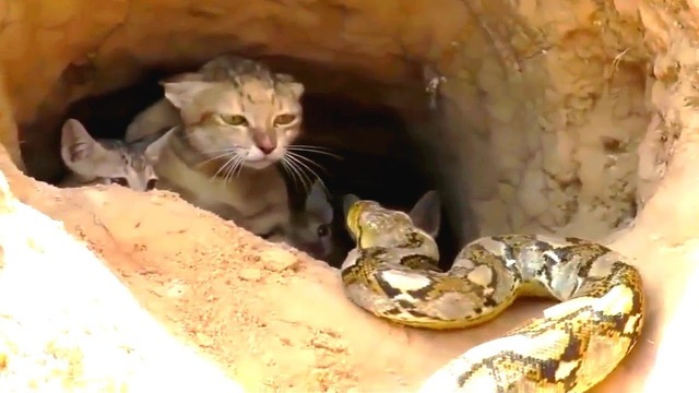 Кошка боролась с гигантской змеей, чтобы спасти своих котят