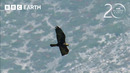 Golden Eagles vs Demoiselle Cranes | 20 Years of Planet Earth | BBC Earth