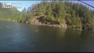 Пума в озере