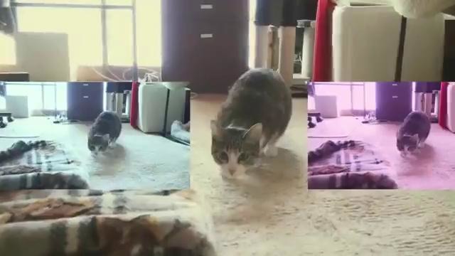 This is Спарта – Реальная Игра