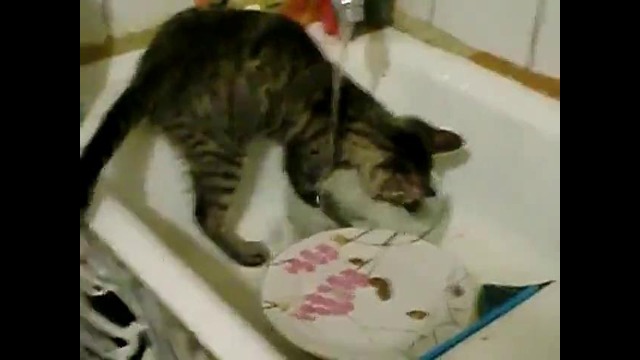 Кот – посудомойка