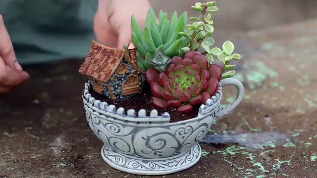 Сказочный сад в чайной чашке