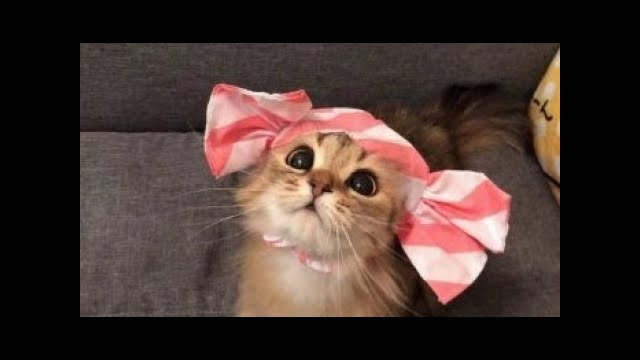 Funny cat & Смешные КОТИКИ 11 11 2019