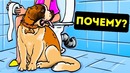 Вот почему собака ходит за вами в туалет