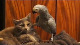Попугай (джокер) против кота