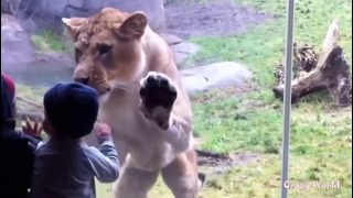 Дети в зоопарке – Самые смешные моменты