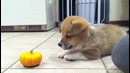 Маленький корги что-то не поделил с тыковкой