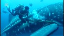 Китовая акула попросила дайвера о помощи