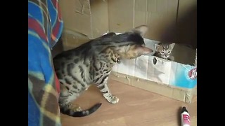 Мама-кошка «воспитывает» котёнка-непоседу