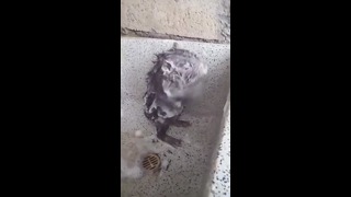 Крыса моется в душе с мылом как человек