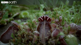 This Plant Traps its Prey With a Deadly Drop | Natural Born Killers | BBC Earth