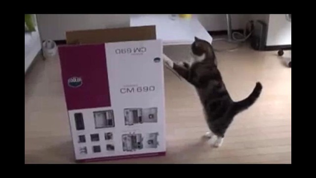 КОТ МАРУ – Самый лучший кот в мире