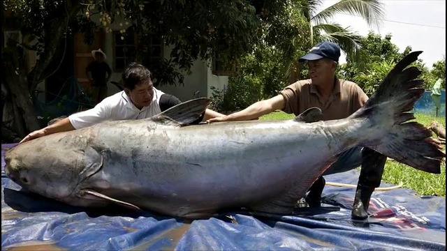 10 гигантских рыб, пойманных на рыбалке