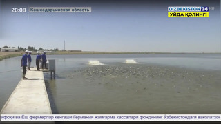 Проекты по интенсивному выращиванию рыб в Кашкадарьинской области