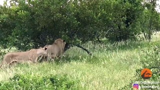 Прайд львов атаковал жирафа, но он оказался им не по зубам