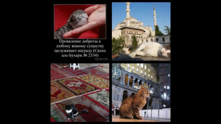 Как относится Ислам к кошкам и другим домашним животным