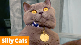 Funniest Cat Bloopers | Funny Pet Videos