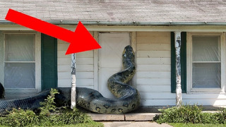 10 Incredible Encounters Of Wild Animals Invading People’s Homes