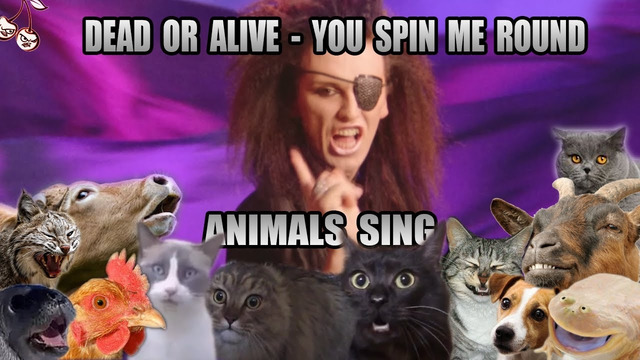 Dead Or Alive – You Spin Me Round (Animal Cover)