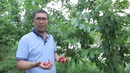 Рози Рейнер навли гилос
