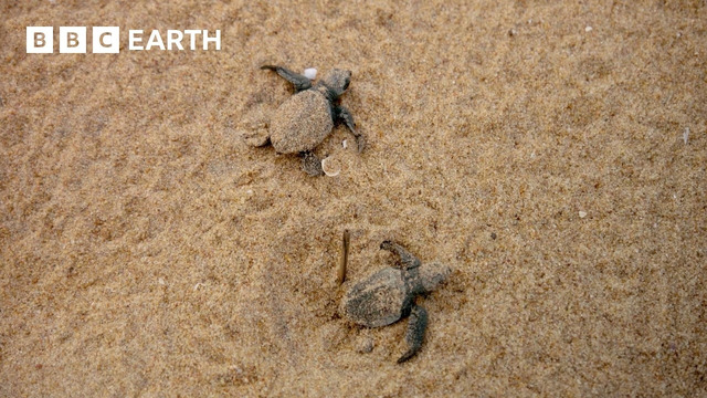 The Amazing Wildlife of India: The Ganges & Beyond | BBC Earth