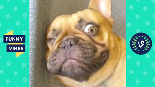 DOGS WINKS BACK | FUNNY ANIMALS