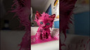 Bad boys spray painted a kitten pink