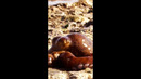 The octopus that can walk on land