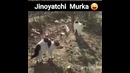 Bir Jinoyat izidan