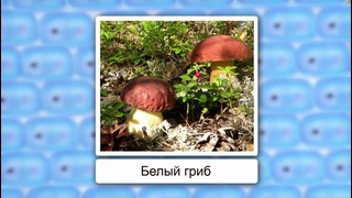 Биология – Значение грибов и их роль в природе