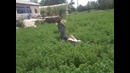 Охота за бабочками