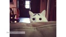 Коты, Которых Природа Наделила Необычным Окрасом