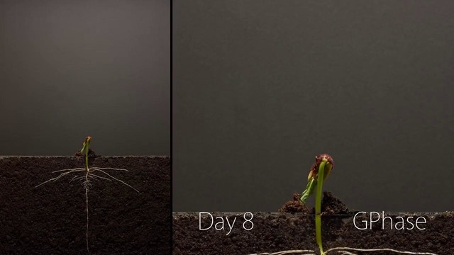Таймлапс – 25 дней из жизни фасолины