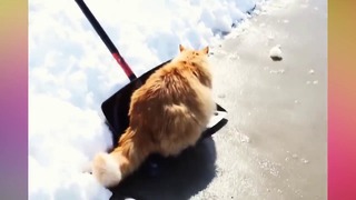 Котики и снег – Забавные кошки веселятся и играют в снегу