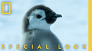 Penguin’s First Swim | Secrets of the Penguins | National Geographic