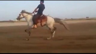 Лошадь – Мощный 100