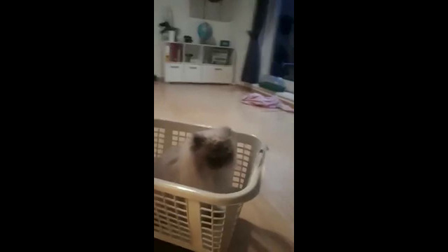Cat Rides Rumba With Basket #shorts
