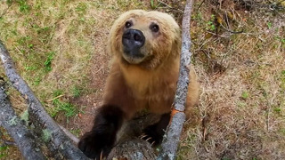 Bears Scratching Their Backs On Trees | Planet Earth II | BBC Earth
