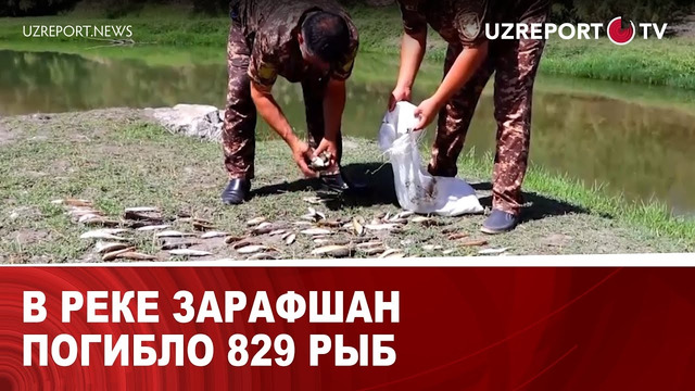 В реке Зарафшан погибло 829 рыб
