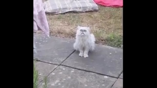 A crazy looking cat at his mom’s house