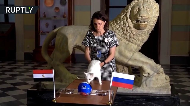 Россия — Египет: кот-оракул предсказал итоги матча