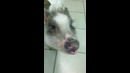 Свинья С Каромелькой Ролик который взорвал YouTube